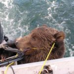 Bear Viewing