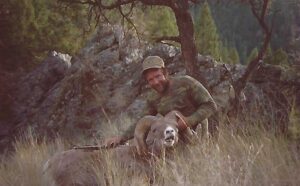 Rocky Mountain Sheep